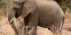 Tanzanie - 2010-09 - 320 - Tarangire - Elephant